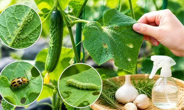 きゅうりにつくアブラムシ・ウリハムシ・イモムシと無農薬害虫対策のイメージ