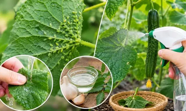 きゅうりのアブラムシを農薬なしで駆除する方法と無農薬スプレー対策のイメージ