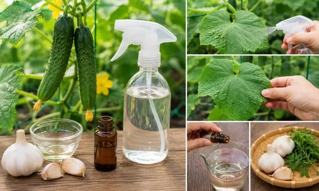 きゅうりの害虫対策に使う手作りスプレーと無農薬駆除方法のイメージ