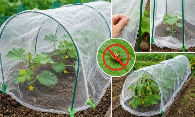 きゅうりを防虫ネットで害虫から守る方法と無農薬予防対策のイメージ
