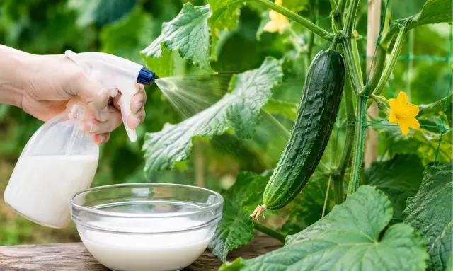 きゅうりの葉に牛乳スプレーを吹きかけて害虫対策をしている家庭菜園の様子