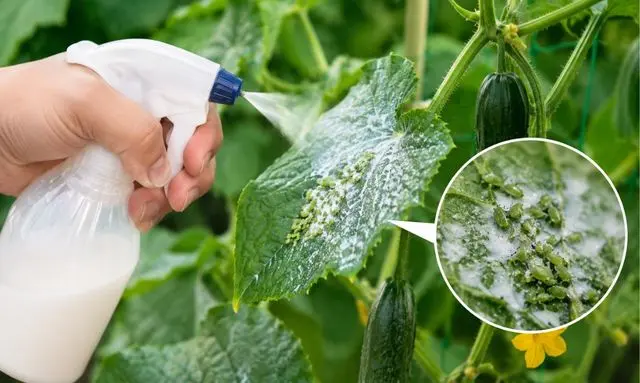 きゅうりの葉についたアブラムシへ牛乳スプレーを吹きかけて害虫対策をしている様子