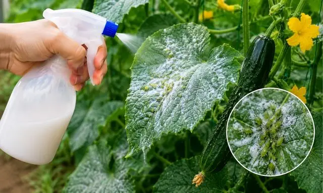 アブラムシが付いたきゅうりの葉へ牛乳スプレーを吹きかけている家庭菜園の害虫対策