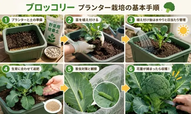 ブロッコリーをプランターで育てる基本手順｜土づくりから収穫までの流れを解説した図解