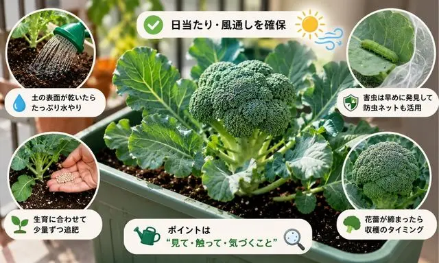 ブロッコリーのプランター栽培管理ガイド｜水やり・追肥・害虫対策・収穫時期を解説した図解