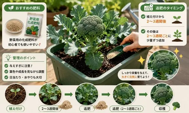 ブロッコリーの追肥タイミングと肥料管理｜初心者向けプランター栽培の図解ガイド