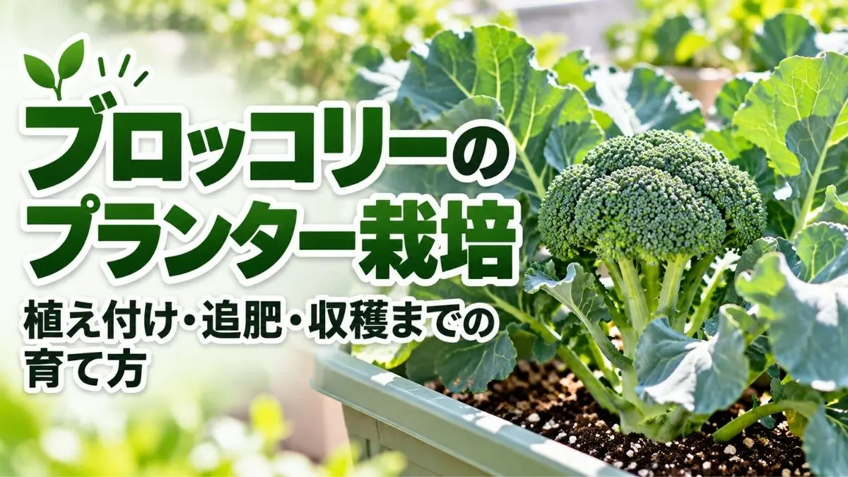プランターで育つブロッコリーの大きな花蕾と緑色の葉を描き、植え付け・追肥・収穫までの育て方を紹介するアイキャッチ画像。